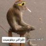 Profilbild von ahmed ali