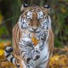 JAVIER profil fotoğrafı