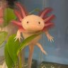 Xolotl's Herald profil fotoğrafı