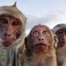 Profilbild von Herd of Monkeys