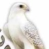 شيهانة 🕊️'s profile picture