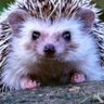 Cornelius Hedgehog profil fotoğrafı