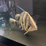 さなかるくひ 的头像