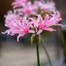 Profilbild von Nerine