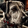 peppersagooddog profil fotoğrafı