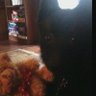 GigiDavies profil fotoğrafı