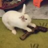 LunaticRabbit25🌙 profil fotoğrafı