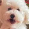 なこ(* ‘ᵕ‘ )ノ“ profil fotoğrafı