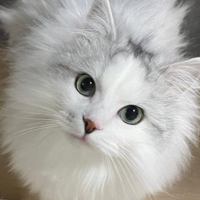 イヴ🗿サイベリアン's profile picture