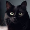 Фото профиля BlackCat