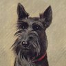 Profilbild von Scotty Dog