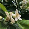 Фото профиля ふくふく