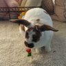 Фото профиля Little Bunny FooFoo and Friends