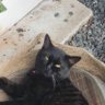 cdl profil fotoğrafı