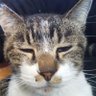 Kotatama profil fotoğrafı