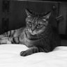 Profilbild von 猫所長 (Yoshida Shuhei)