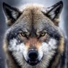 Profilbild von 🇨🇦NeXuS🇭🇺