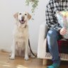 すたーでるた's profile picture