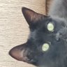 Profilbild von tarkan o.