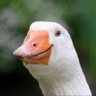 Северный гусь profil fotoğrafı