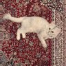 شُجوْن's profile picture