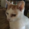 ねこしのび's profile picture