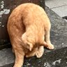 にじいろ's profile picture