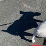 あんこ profil fotoğrafı