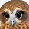 さとぴ's profile picture