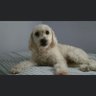 Issis Cruz's profile picture