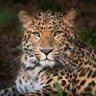 le rassembleur 🐆 profil fotoğrafı