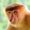 BombasticBlackoon's profile picture