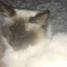 FlamBam's profile picture