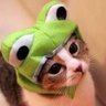 Фото профиля にゃんご太郎