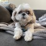 Murphs Mom 🐶🙏🏻❤️🇺🇸's profile picture