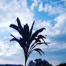 Xyia khan profil fotoğrafı