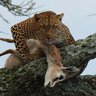 Μανόλης Λιβας profil fotoğrafı
