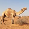 عبدالله العتيبي✪ profil fotoğrafı