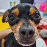 Chiquinho's profile picture