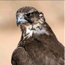 فهد بن حاصل العاطفي's profile picture