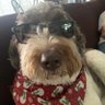 barking dog 的头像