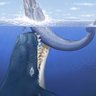 Big Whale profil fotoğrafı