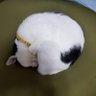 亀うさぎ's profile picture