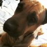 Profilbild von javier