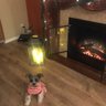 DOGGIE STYLIST 的头像