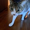 アンジェリカ profil fotoğrafı