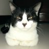Lestari_'s profile picture