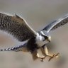 Eagle Harmony 的头像