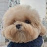 Profilbild von 格鲁