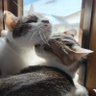 ろみっきぃ's profile picture